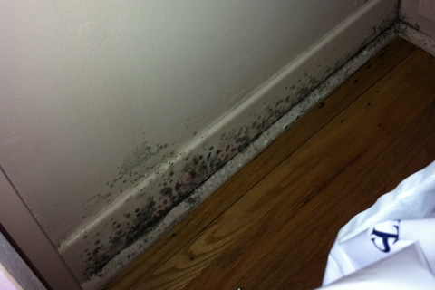 Home mold inspection