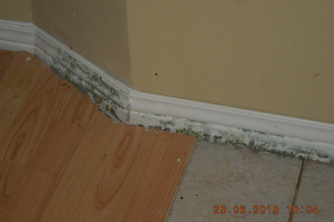 Residential mold inspection